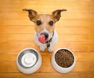 The Importance of Nutritional Counseling in Pet Care