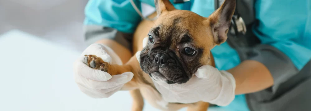 Understanding Walk-In Emergency Care for Pets in the U.S.