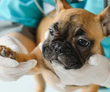 Understanding Walk-In Emergency Care for Pets in the U.S.