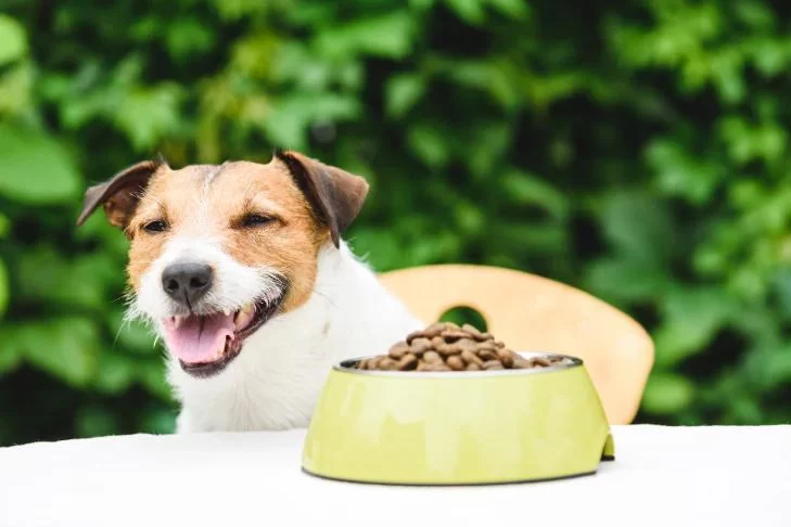Best Practices for Keeping Your Pet’s Digestive System Healthy