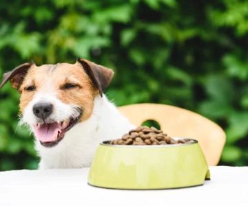 Best Practices for Keeping Your Pet’s Digestive System Healthy
