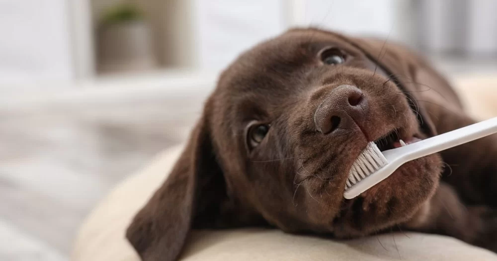 What You Need to Know About Pet Dental Health in the US