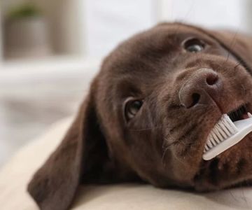 What You Need to Know About Pet Dental Health in the US