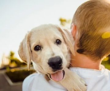 Essential Pet Care Tips Every First-Time Owner Should Know