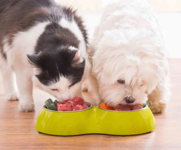 How Nutritional Counseling Transforms Pet Health and Longevity