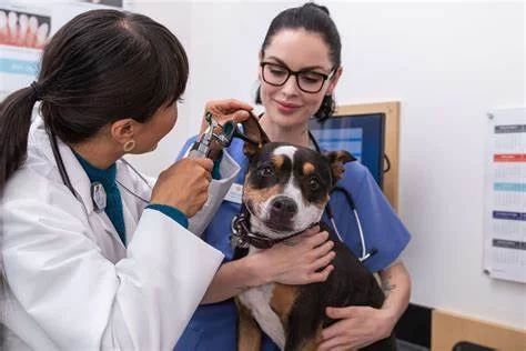 Pet Health & Care