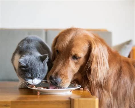 Nutrition & Diet