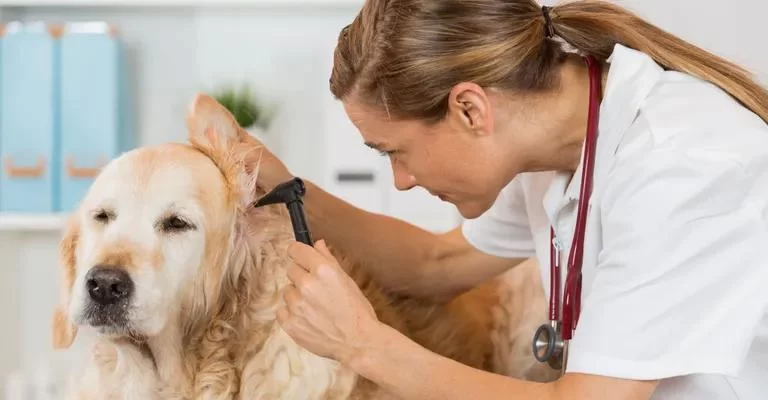 Recognizing the Signs of Skin Infections in Pets: A Complete Guide