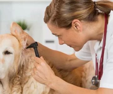 Recognizing the Signs of Skin Infections in Pets: A Complete Guide