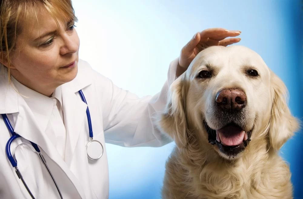 How to Properly Care for a Pet with Chronic Illness: A Comprehensive Guide