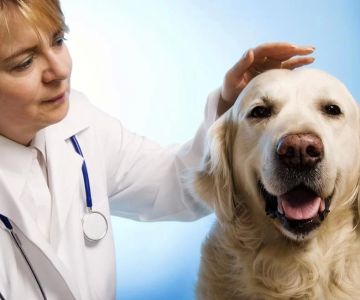 How to Properly Care for a Pet with Chronic Illness: A Comprehensive Guide