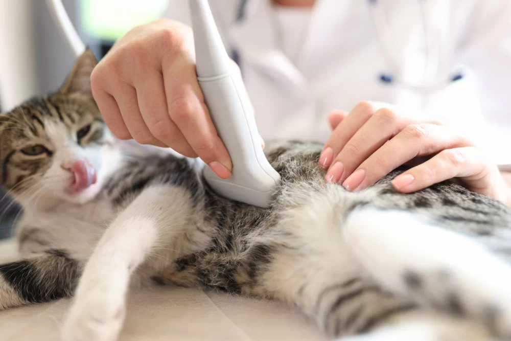 How to Prepare Your Pet for Surgery Without Stress: Expert Tips and Advice
