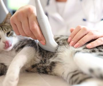 How to Prepare Your Pet for Surgery Without Stress: Expert Tips and Advice