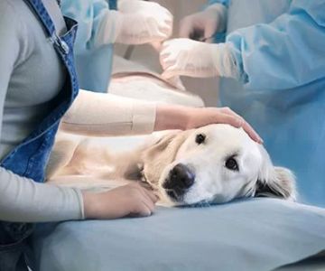 Dental Cleanings for Pets: Why They Are Essential for Your Pet's Health
