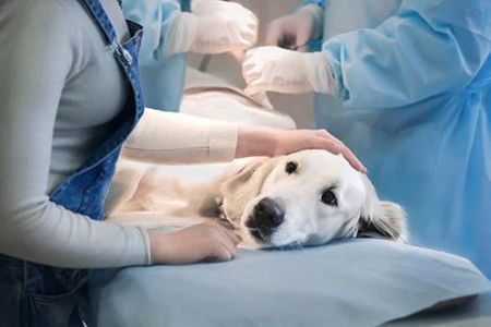 Dental Cleanings for Pets: Why They Are Essential for Your Pet's Health