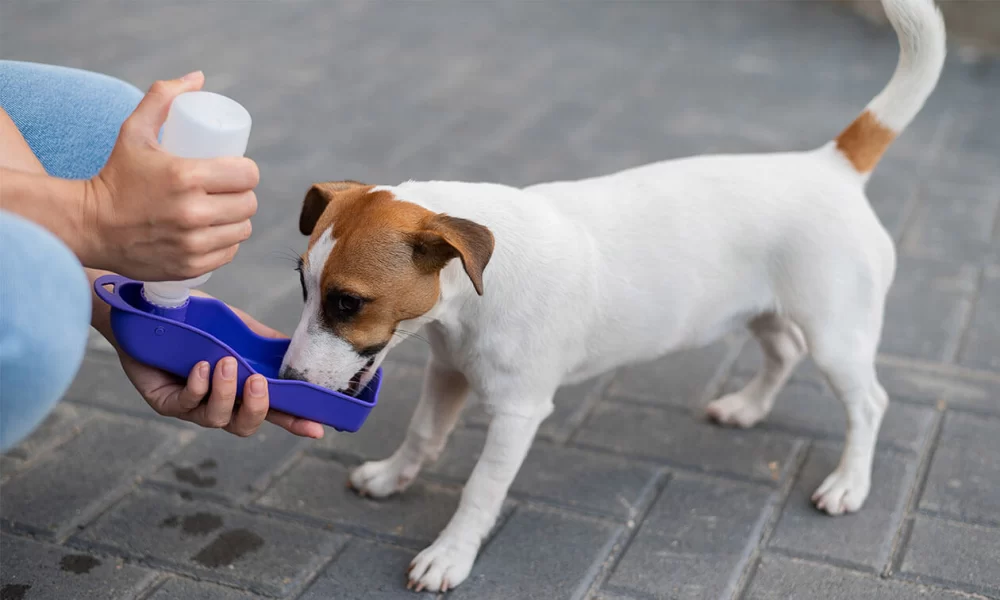 Recognizing and Addressing Dehydration in Pets: Essential Tips for Pet Owners