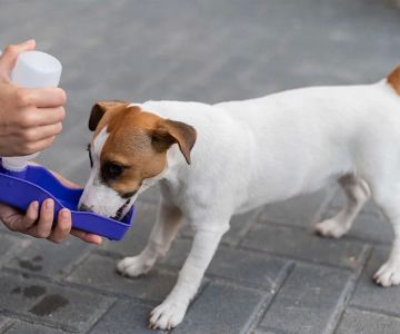 Recognizing and Addressing Dehydration in Pets: Essential Tips for Pet Owners