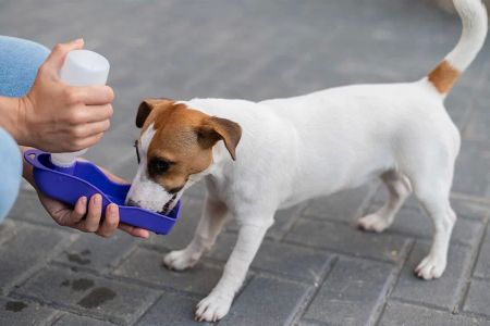 Recognizing and Addressing Dehydration in Pets: Essential Tips for Pet Owners