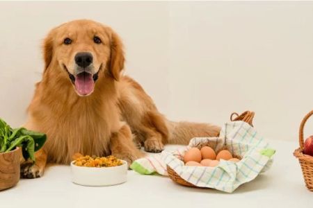 Effective Solutions for Your Pet's Gastrointestinal Problems: Digestive Health Tips