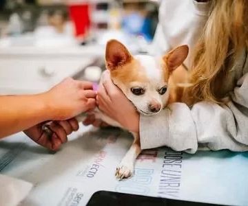 Handling Medical Emergencies in Pets: A Comprehensive Approach to Pet Care