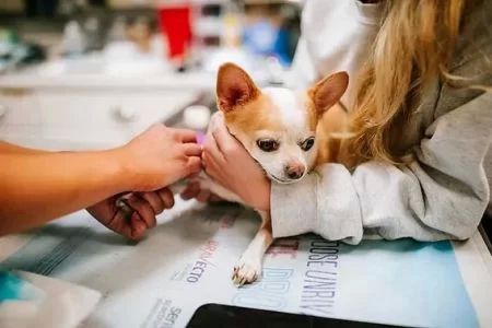 Handling Medical Emergencies in Pets: A Comprehensive Approach to Pet Care