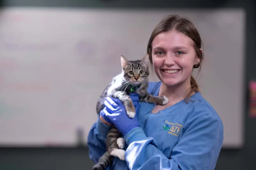 What Degree Do You Need to Be a Veterinary Assistant?