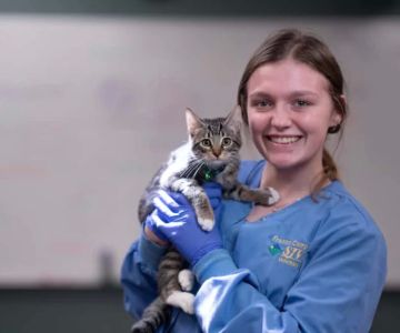 What Degree Do You Need to Be a Veterinary Assistant?