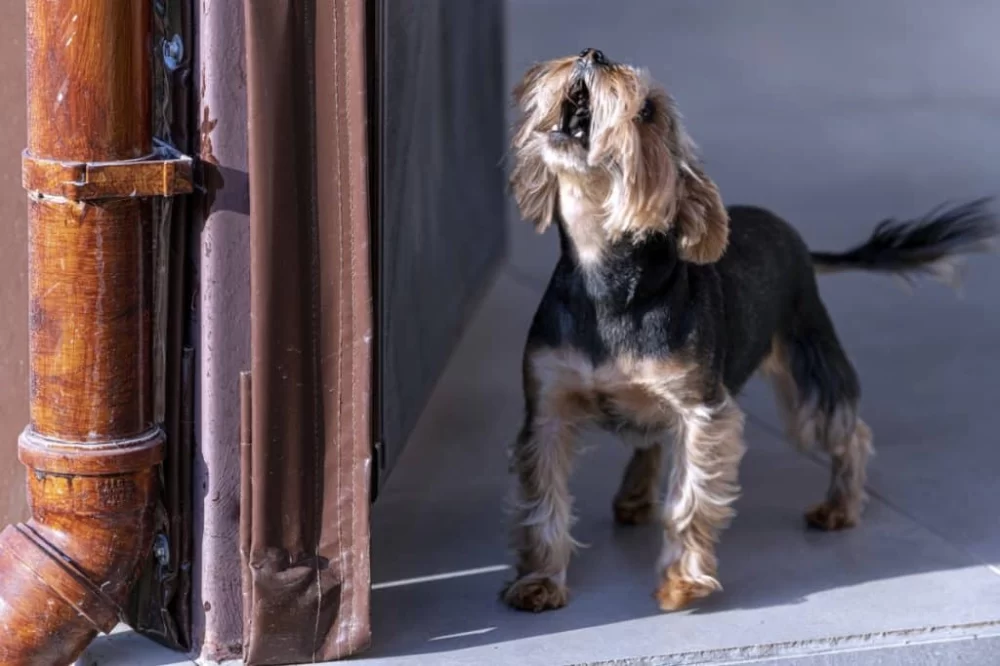 How to Train Your Dog to Stop Barking at the Door