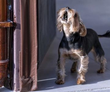 How to Train Your Dog to Stop Barking at the Door
