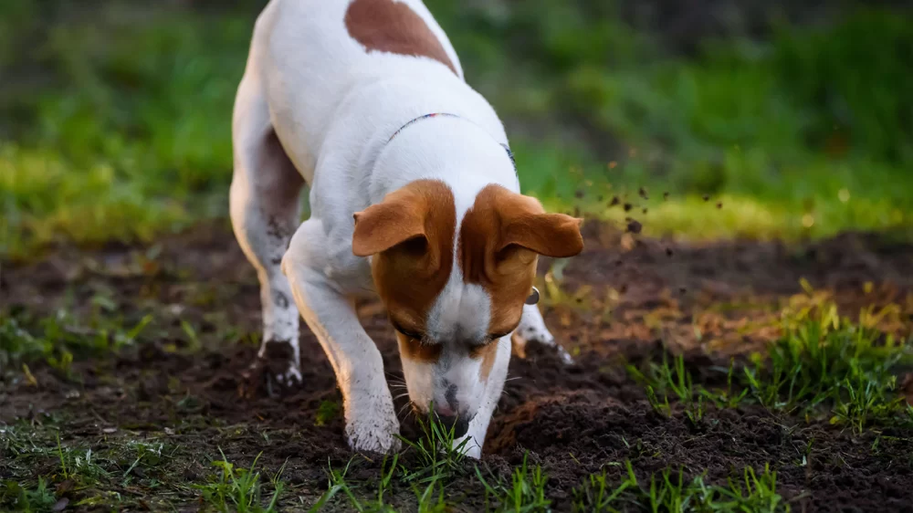 How to Train a Dog to Stop Digging in the Garden: Effective Tips and Techniques