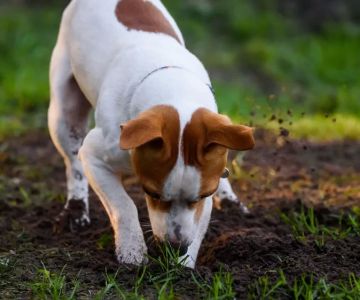 How to Train a Dog to Stop Digging in the Garden: Effective Tips and Techniques