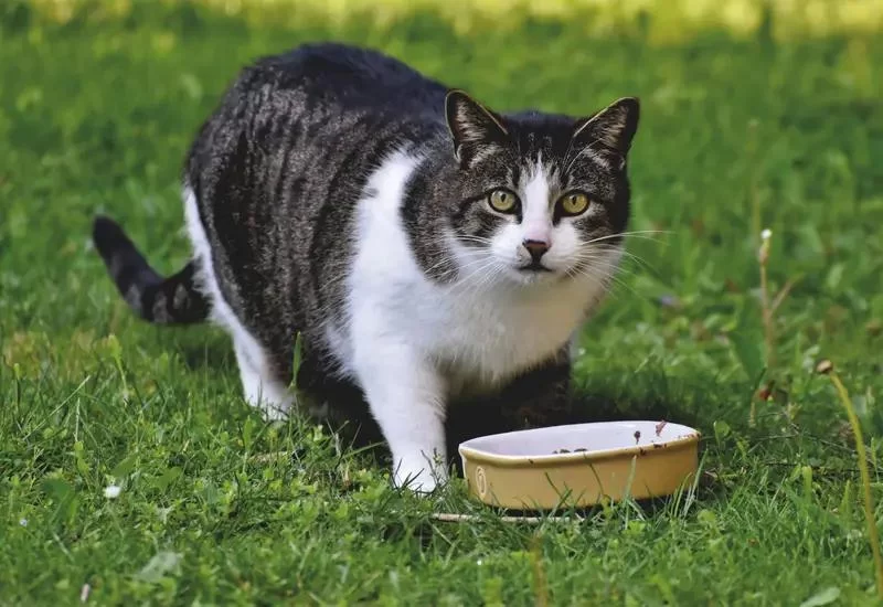 Understanding Portion Control for Your Pet’s Health and Well-being
