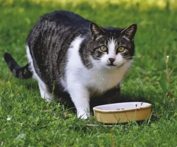 Understanding Portion Control for Your Pet’s Health and Well-being