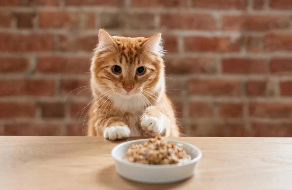 Best Food for Cats with Digestive Issues: Expert Tips and Recommendations