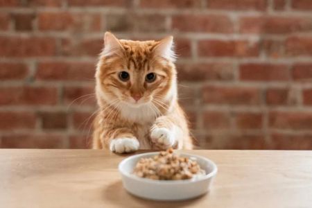 Best Food for Cats with Digestive Issues: Expert Tips and Recommendations
