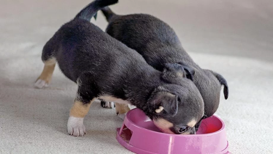 Best Puppy Food for Small Breeds: Top Choices for Healthy Growth