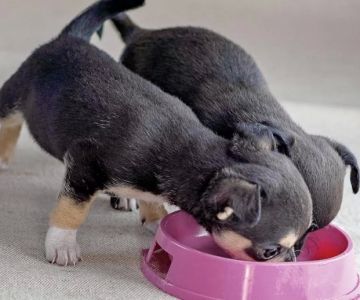 Best Puppy Food for Small Breeds: Top Choices for Healthy Growth