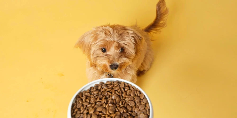 Grain-Free Diets for Pets: Pros and Cons Explained