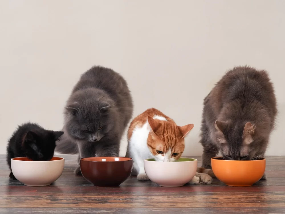 Natural Cat Food for Urinary Tract Health: Boost Your Cat's Wellness