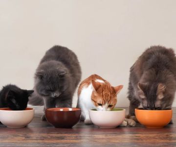 Natural Cat Food for Urinary Tract Health: Boost Your Cat's Wellness