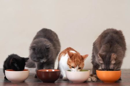 Natural Cat Food for Urinary Tract Health: Boost Your Cat's Wellness