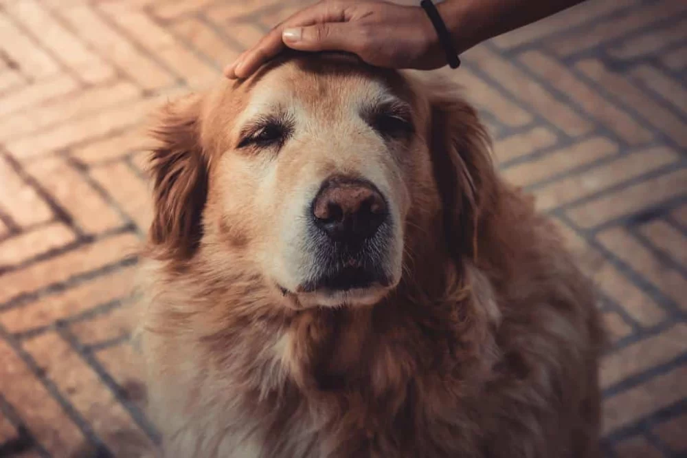 Pet Health Supplements for Older Animals: A Guide to Keeping Your Senior Pets Healthy