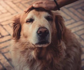 Pet Health Supplements for Older Animals: A Guide to Keeping Your Senior Pets Healthy