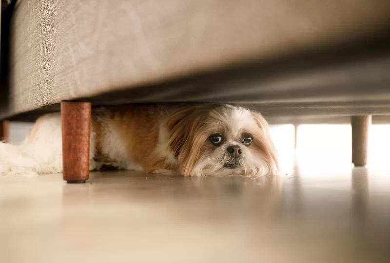 Why Does My Dog Hide Under the Bed and How to Stop It?