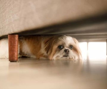 Why Does My Dog Hide Under the Bed and How to Stop It?