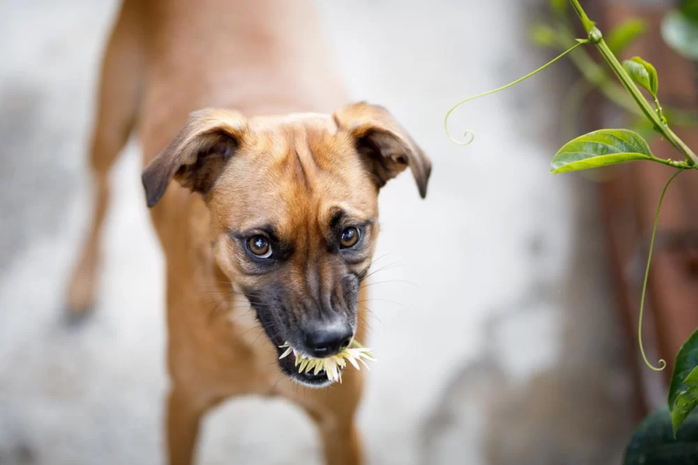 How to Stop a Dog from Eating Everything Off the Floor