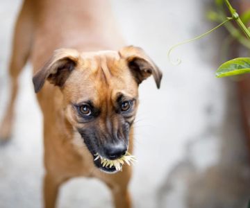 How to Stop a Dog from Eating Everything Off the Floor