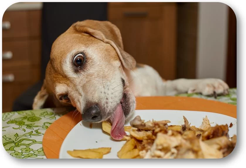 How to Stop Your Dog from Stealing Food from the Table