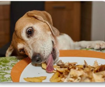 How to Stop Your Dog from Stealing Food from the Table