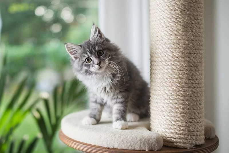 Effective Cat Behavior Training Tips for a Happy, Well-Behaved Pet
